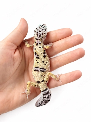 Wunderschönes Montanus Ghost Leopardgecko Weibchen abzugeben Bild 2
