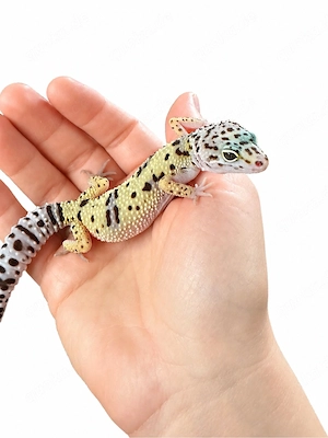 Wunderschönes Montanus Ghost Leopardgecko Weibchen abzugeben