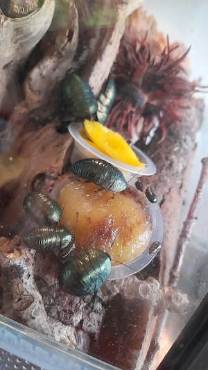 Smaragdschaben Preudoglomeris magnifica