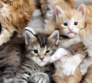 reinrassige Main Coon Kitten
