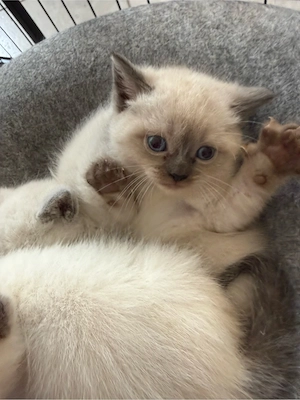 BKH Katze Baby Kitten-1Mädchen und 1 Junge noch frei Bild 3