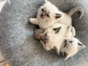 BKH Katze Baby Kitten-1Mädchen und 1 Junge noch frei Bild 2