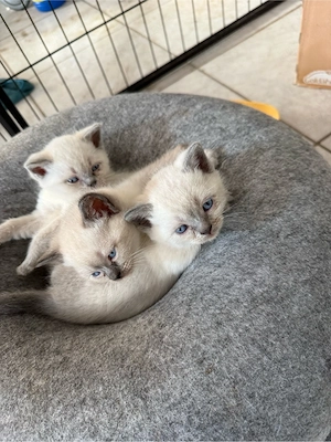 BKH Katze Baby Kitten-1Mädchen und 1 Junge noch frei Bild 5