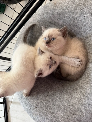 BKH Katze Baby Kitten-1Mädchen und 1 Junge noch frei Bild 4
