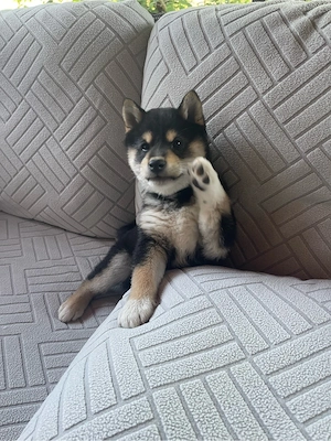 Shiba Inu Welpen