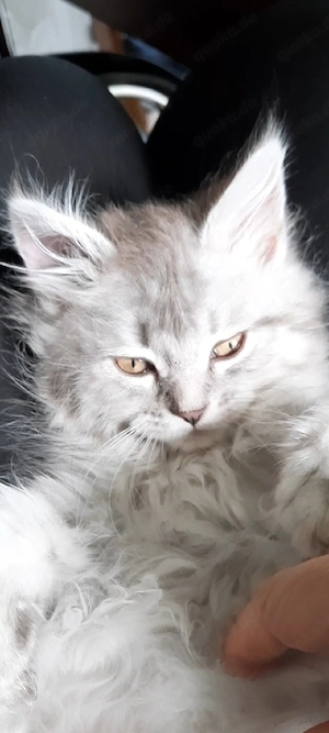 Maine Coon Kitten katze mädchen