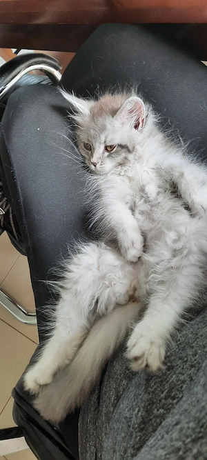 Maine Coon Kitten katze mädchen