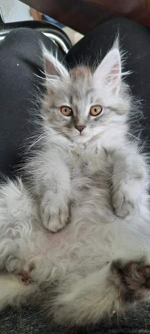 Maine Coon Kitten katze mädchen