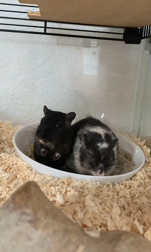 Rennmäuse suchen neues Zuhause