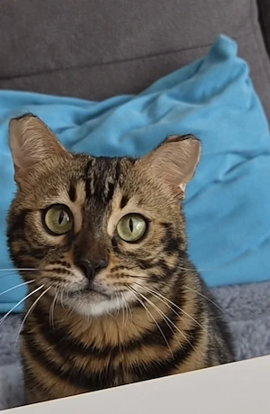 Süße bengalische Katze 
