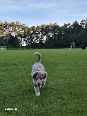 13 wochen alte Australian shepherd Hündin Bild 5