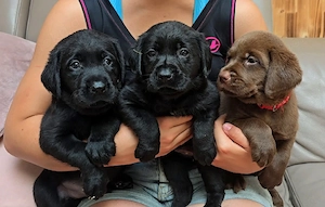 Labrador Welpen mit Ahnentafel 