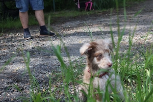 13 wochen alte Australian shepherd Hündin Bild 4