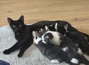 Süße 8 Wochen alte Kitten suchen ihr Zuhause für immer 