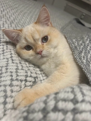 BKH reinrassig, gesund Deckkater