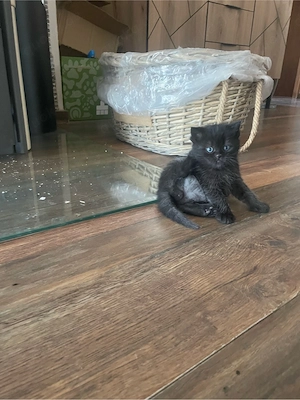 Perser Mix Kitten