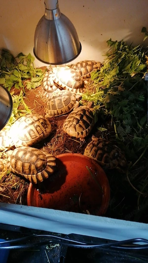 Breitrandlandschildkröten, Landschildkröten 