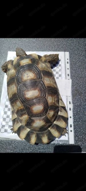 Breitrandlandschildkröten, Landschildkröten  Bild 5