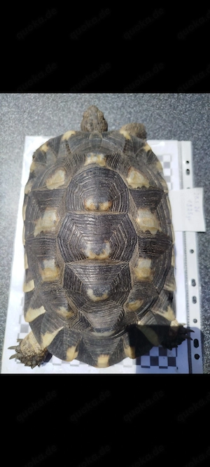 Breitrandlandschildkröten, Landschildkröten  Bild 3