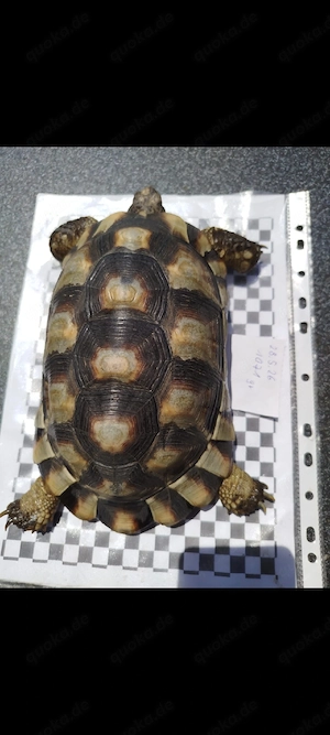 Breitrandlandschildkröten, Landschildkröten  Bild 2
