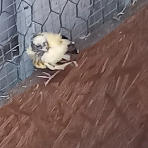 Kanarienvögel suchen ein Zuhause 