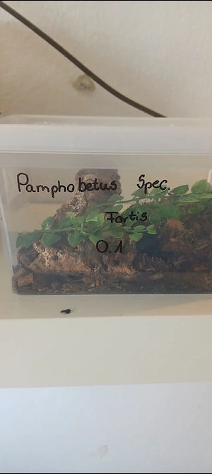 Vogelspinnen