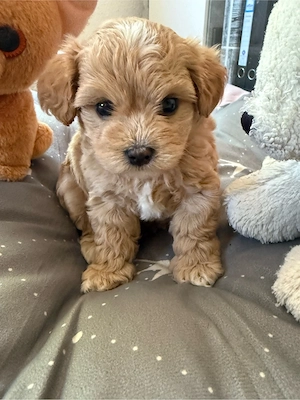 Maltipoo F1 Asiatischer toypudel (klein)
