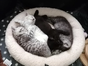 BKH Kitten suchen liebevolles Zuhause 