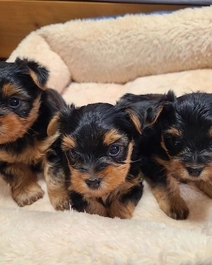 verspielter männlicher und weiblicher Yorkshire-Terrier