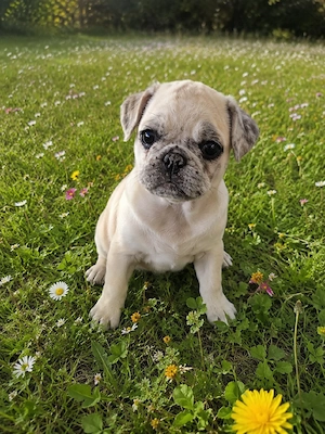Mops Mischling's welpin