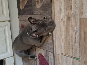 American bully pocket weibchen 8 monate 