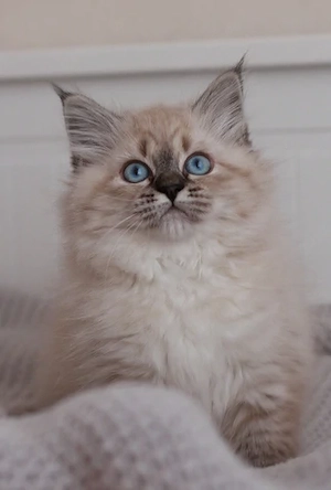 Wunderschöne reinrassige Neva Masquerade Sibirische Katze mit Ahnentafel  Bild 16