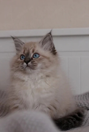 Wunderschöne reinrassige Neva Masquerade Sibirische Katze mit Ahnentafel  Bild 2