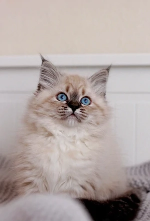 Wunderschöne reinrassige Neva Masquerade Sibirische Katze mit Ahnentafel  Bild 5