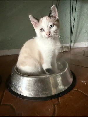  Snowshoe Ragdoll Mädchen 