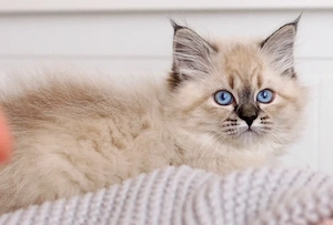 Wunderschöne reinrassige Neva Masquerade Sibirische Katze mit Ahnentafel  Bild 21