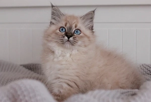 Wunderschöne reinrassige Neva Masquerade Sibirische Katze mit Ahnentafel  Bild 15