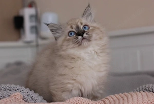 Wunderschöne reinrassige Neva Masquerade Sibirische Katze mit Ahnentafel  Bild 8