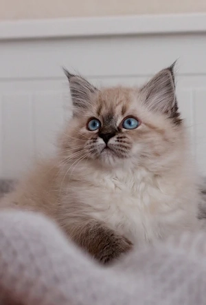 Wunderschöne reinrassige Neva Masquerade Sibirische Katze mit Ahnentafel 