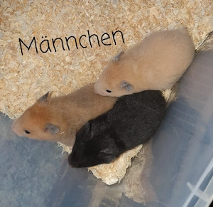 Junge Goldhamster 