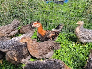Küken Bielefelder Kennhuhn und  Sulmtaler 