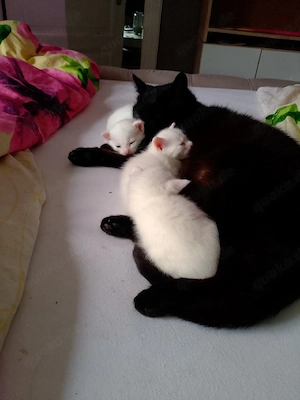 1 Weisses Katzenbaby zu