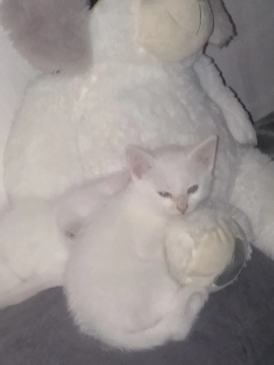 3 Weisse Katzenbabys