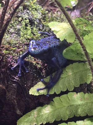  Dendrobates tinctorius azureus 0.1