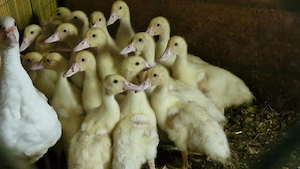 Jungtieren Warzenenten Küken, Stummenten, Flugenten Kücken
