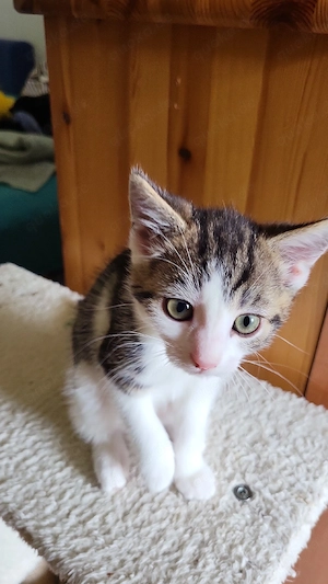 verschenke 3 kitten