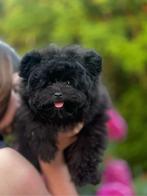 Pomapoo Toypudel Pomeranian Zwergspitz Welpen 