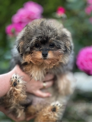 Pomapoo Toypudel Pomeranian Zwergspitz Welpen 