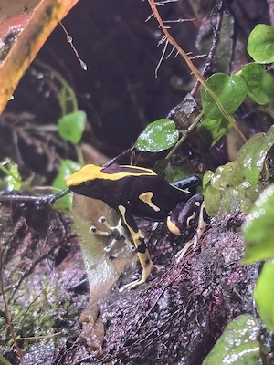dendrobates tinctorius alanis 1.0 