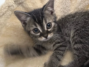 BKH-Bengal Mix Kitten